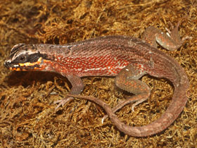 Фото Hispaniolan masked curly-tailed lizard