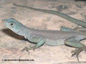 Фото Madagascar blue iguana
