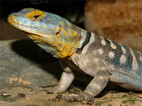 Фото Baja blue rock lizard