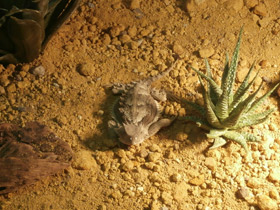 Фото Giant horned lizard