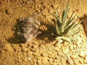 Фото Giant horned lizard