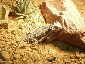 Фото Giant horned lizard