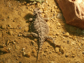 Фото Giant horned lizard