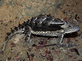 Фото Giant horned lizard