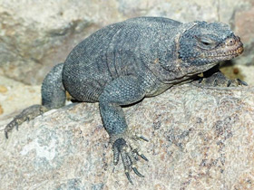 Фото Spotted Chuckwalla