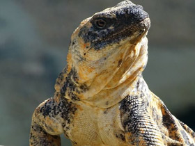 Фото San Esteban chuckwalla