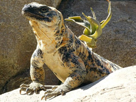 Фото San Esteban chuckwalla