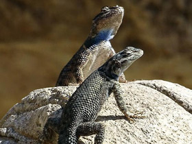 Фото Колючая игуана