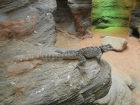Фото Blue spiny lizard