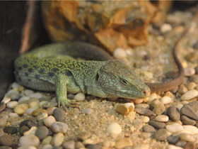 Фото Ocellated lizard