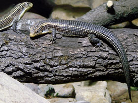 Фото Lagarto plateado de Sudán