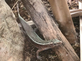 Фото Madagascar girdled lizard
