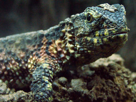 Фото Chinese crocodile lizard