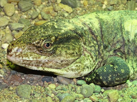 Фото False monitor