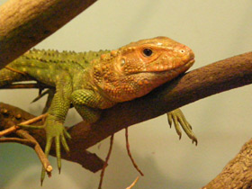 Фото Northern caiman lizard