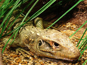 Фото Northern caiman lizard