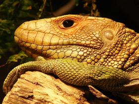 Фото Northern caiman lizard