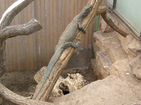 Фото Blue-tailed monitor