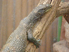 Фото Blue-tailed monitor