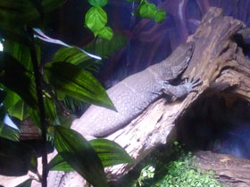 Фото Dumeril's monitor