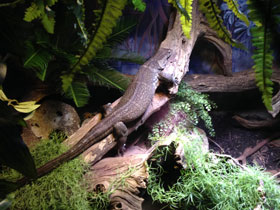 Фото Dumeril's monitor