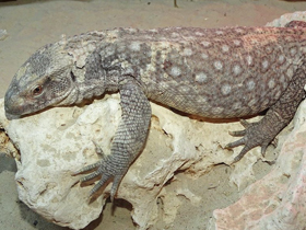 Фото Savannah monitor