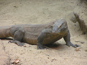 Фото Komodo dragon