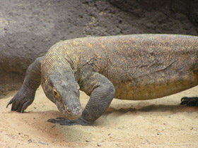 Фото Komodo dragon