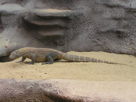 Фото Komodo dragon