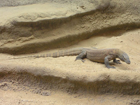 Фото Komodo dragon
