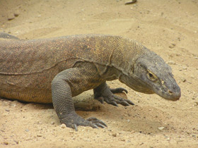Фото Komodo dragon