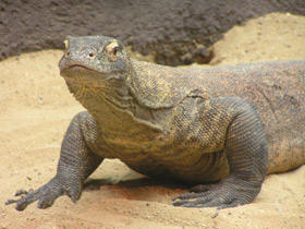 Фото Komodo dragon