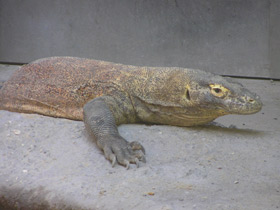 Фото Komodo dragon
