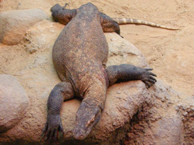 Фото Komodo dragon