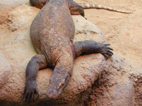 Фото Komodo dragon