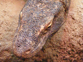 Фото Komodo dragon