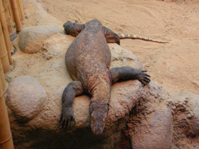 Фото Komodo dragon