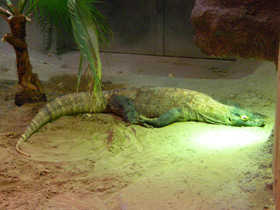 Фото Komodo dragon