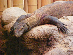 Фото Komodo dragon