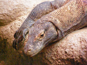 Фото Komodo dragon
