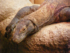 Фото Komodo dragon