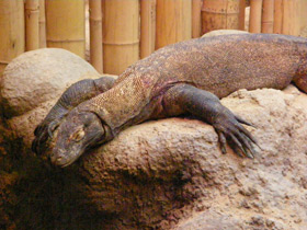 Фото Komodo dragon