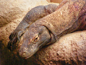 Фото Komodo dragon