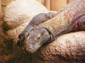 Фото Komodo dragon