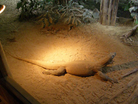 Фото Komodo dragon