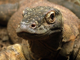 Фото Komodo dragon