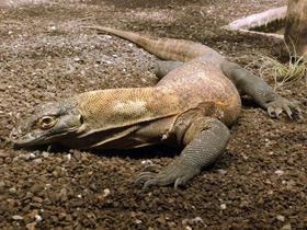Фото Komodo dragon