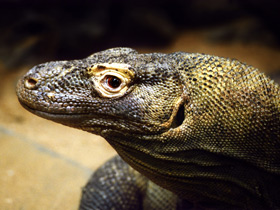 Фото Komodo dragon
