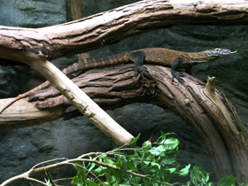 Фото Komodo dragon