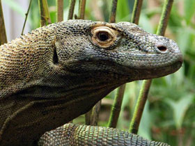 Фото Komodo dragon